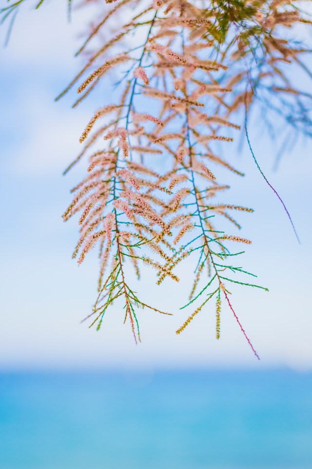 Pink branches in bloom and seaside bokeh