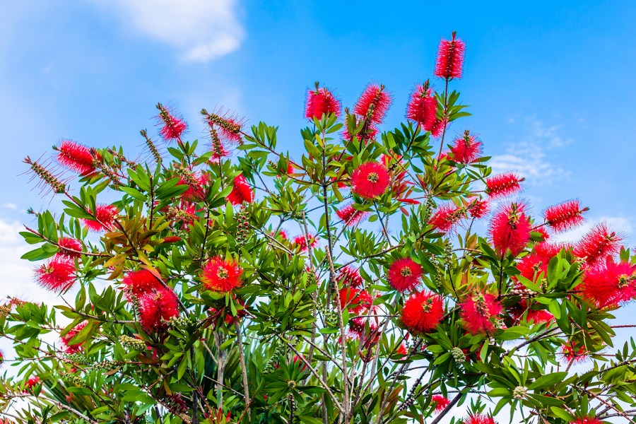 Callistemon or bottle brush branches