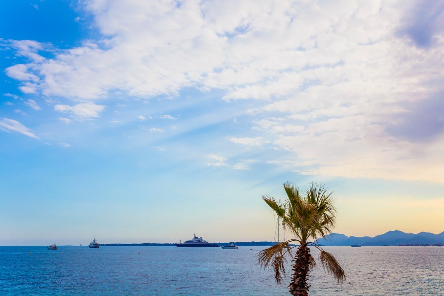 Palm tree and yachts near the coast of Cannes, French Riviera