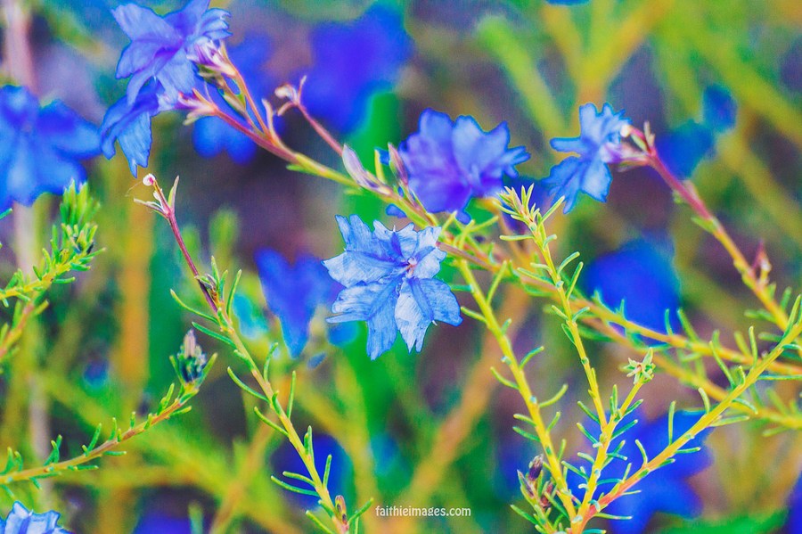 22776587454_7cc113c890_b