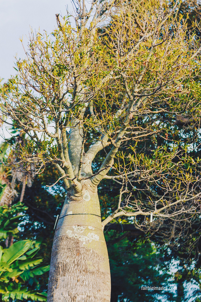 22777789973_95eb567569_b