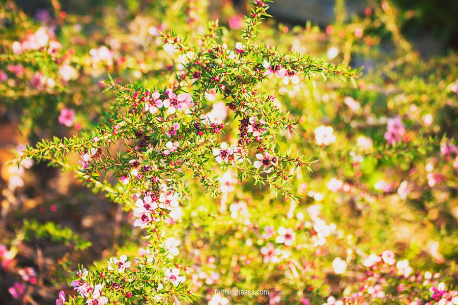 22777794383_d58812efdd_b