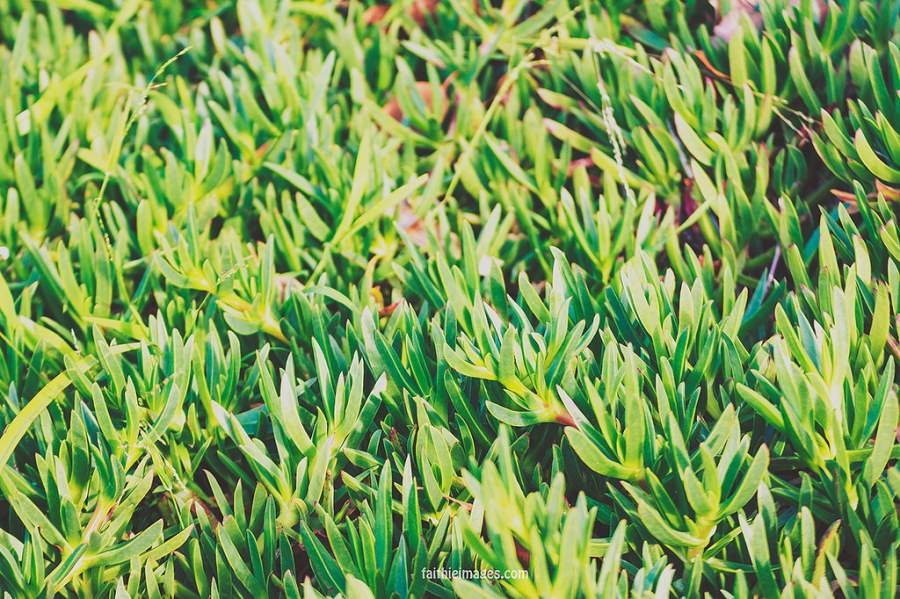 23404961565_c75ff7af01_b