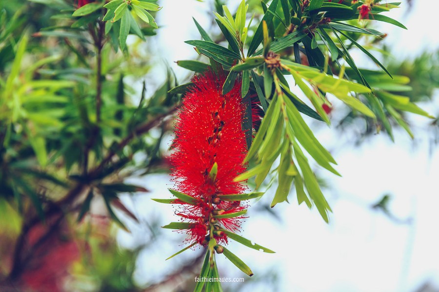 22934416144_e7a09ee5b2_b