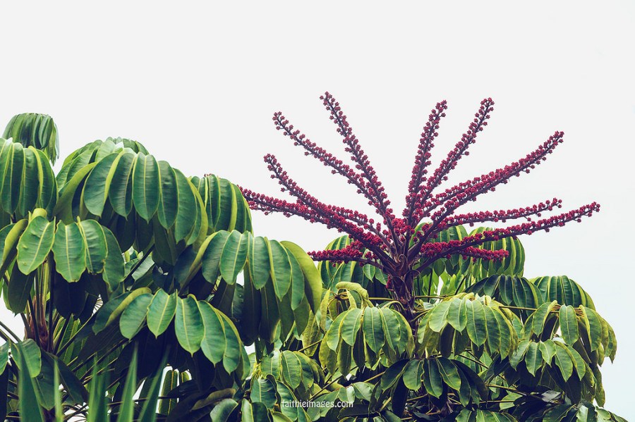 22934416504_d5fdf757b8_b