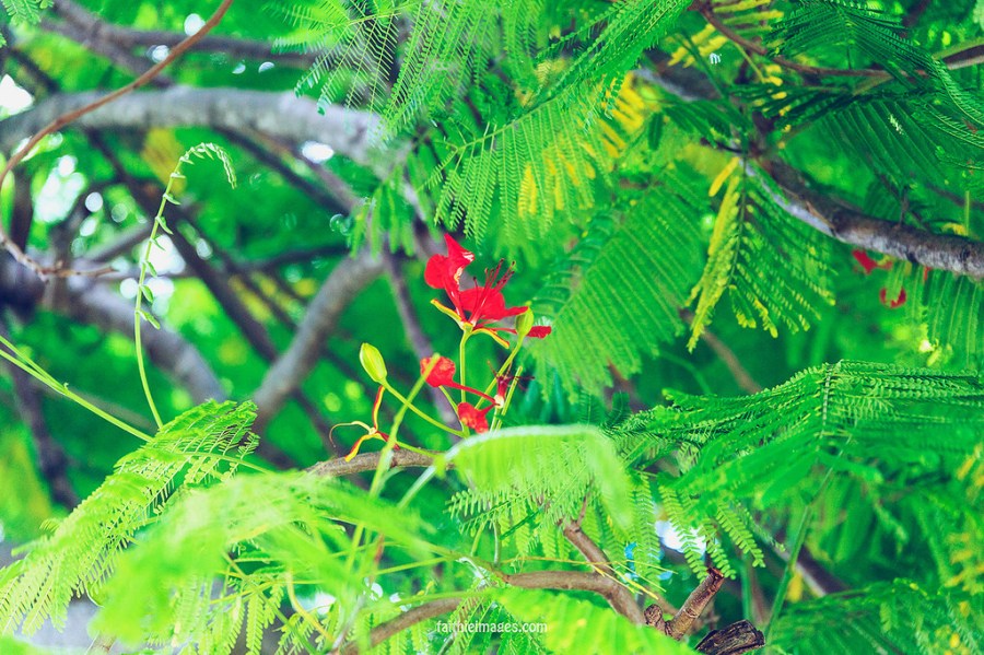 22934425914_fb3571f00d_b