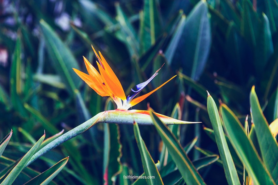 22935580193_99cf642e7c_b