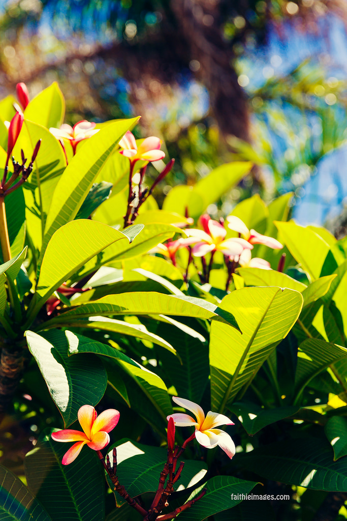 22935604493_cef50032ba_b