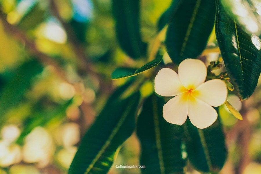 23194730089_9c4702f0a2_b