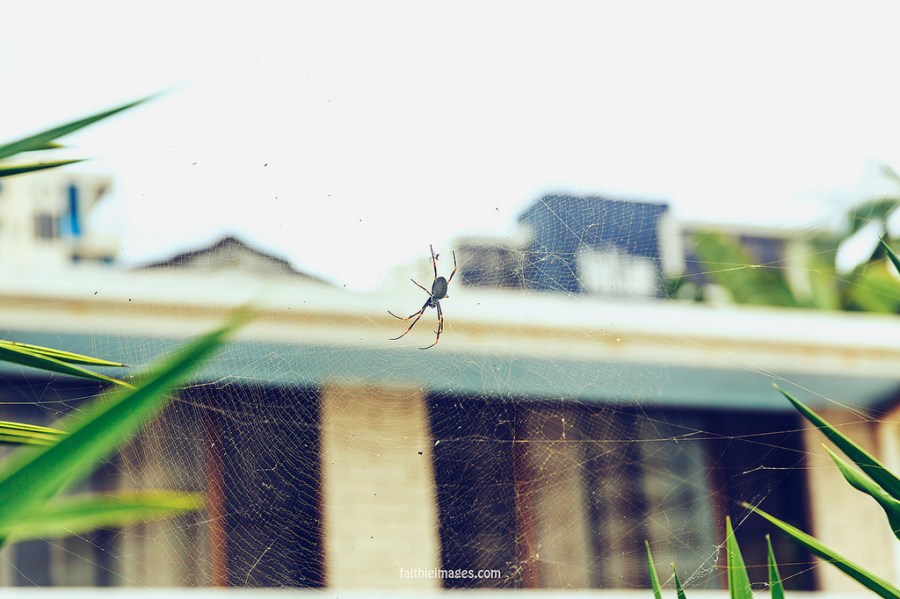 23266933140_7ebaca3bd4_b