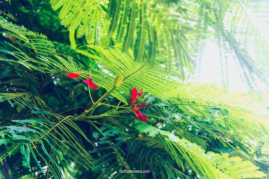 23266939050_2a058a000f_b