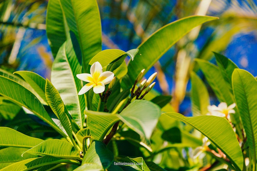 23454151752_942dbc8c5f_b