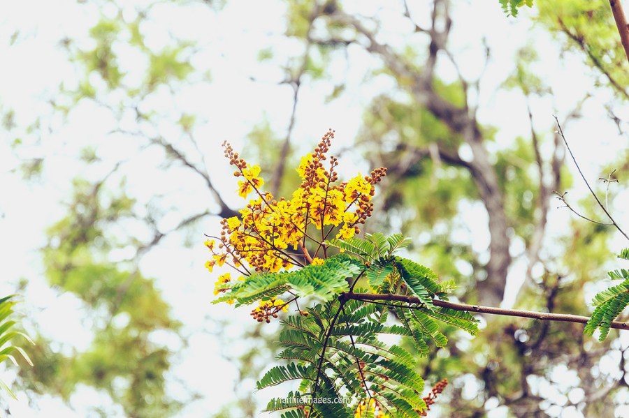 23480215281_ca3a99b736_b