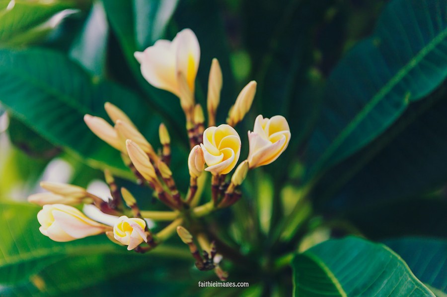 23562683045_47e9fd499a_b