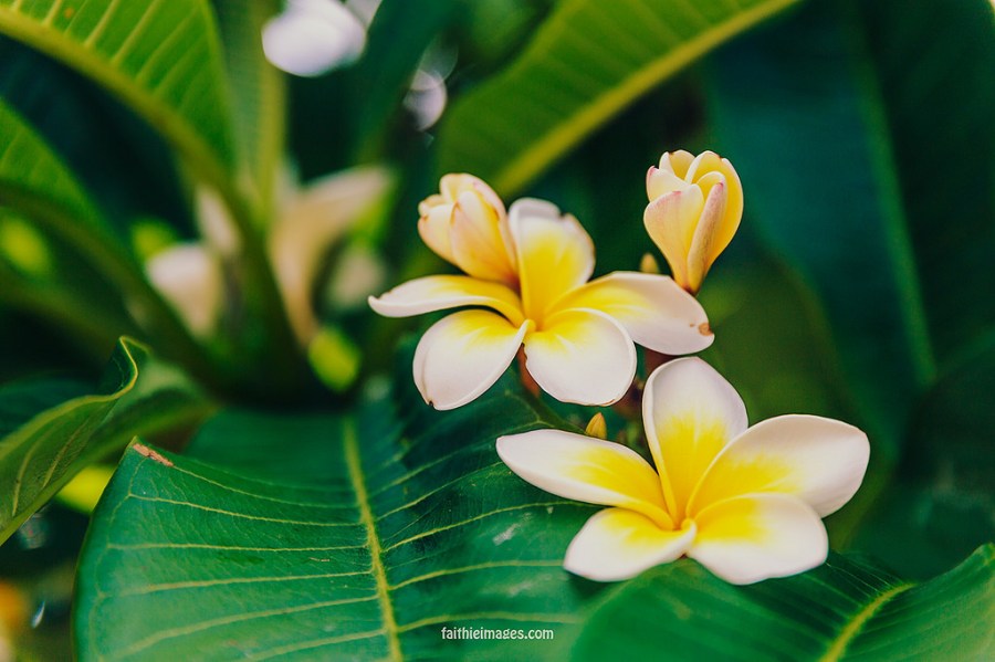 23562683655_61a5302f9f_b