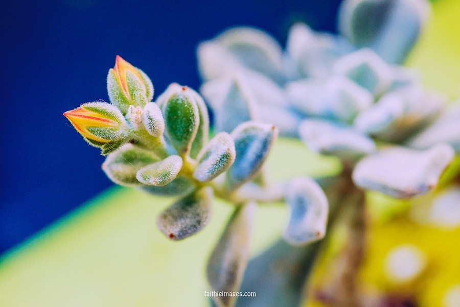 24334418602_68636084fd_b