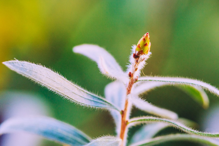 24360253841_294569fdfb_b