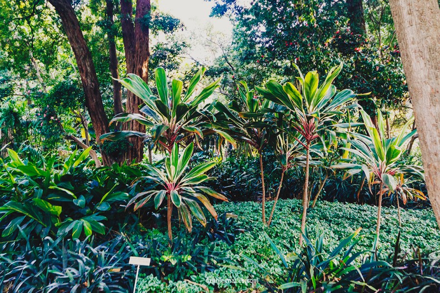 Lost in the green by Faithieimages 09