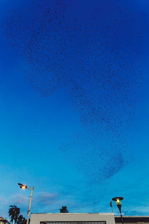 Taking flight by Faithieimages