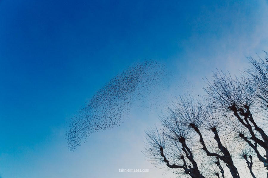 Taking flight by Faithieimages