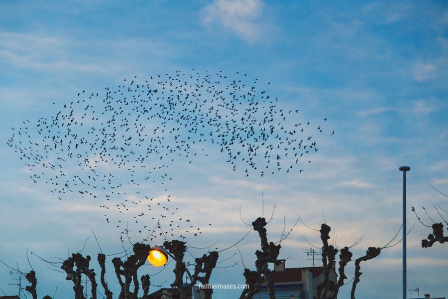 Taking flight by Faithieimages