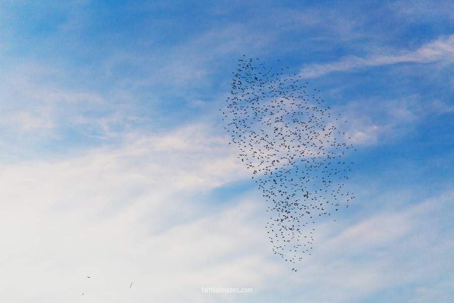 Taking flight by Faithieimages