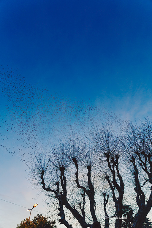 Taking flight by Faithieimages