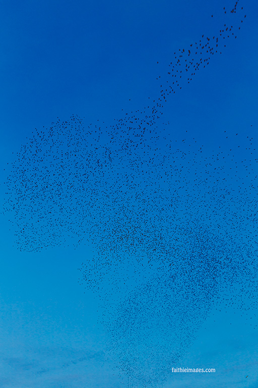 Taking flight by Faithieimages