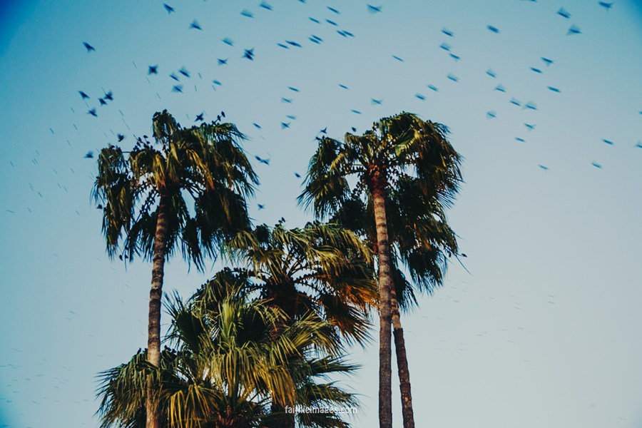 The flock by Faithieimages