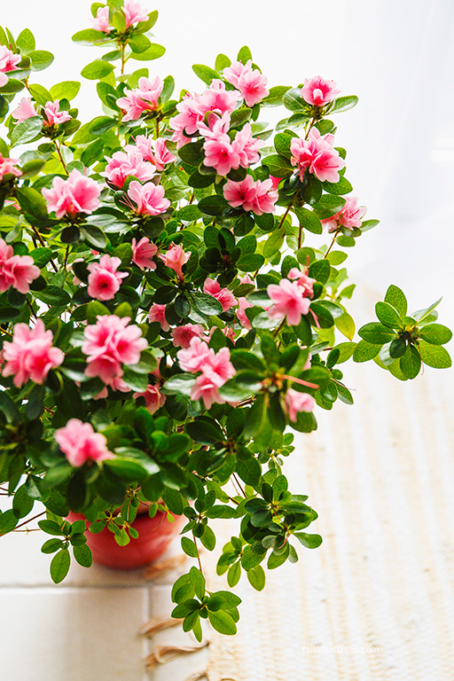 Azalea by Faithieimages 02