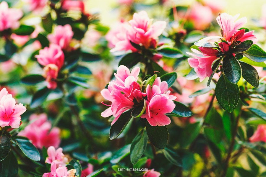 Azalea by Faithieimages 03