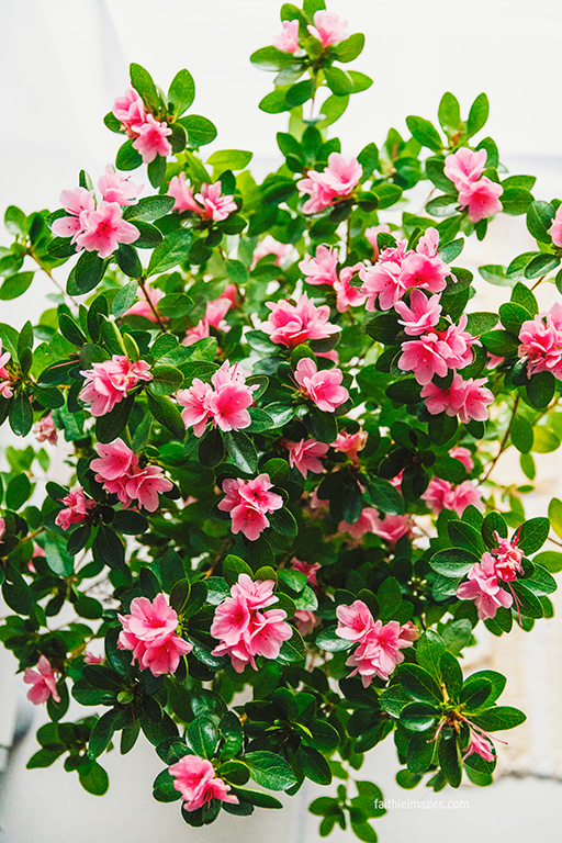 Azalea by Faithieimages 04