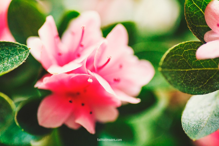 Azalea by Faithieimages 05