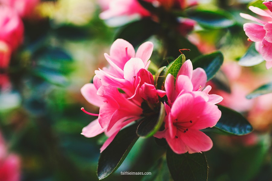 Azalea by Faithieimages 06