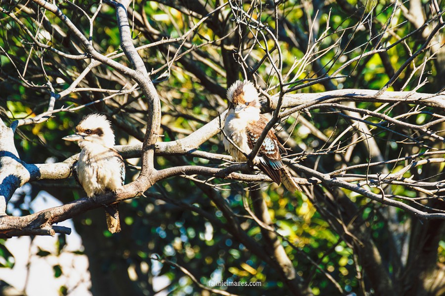 Kookaburra by Faithieimages 04