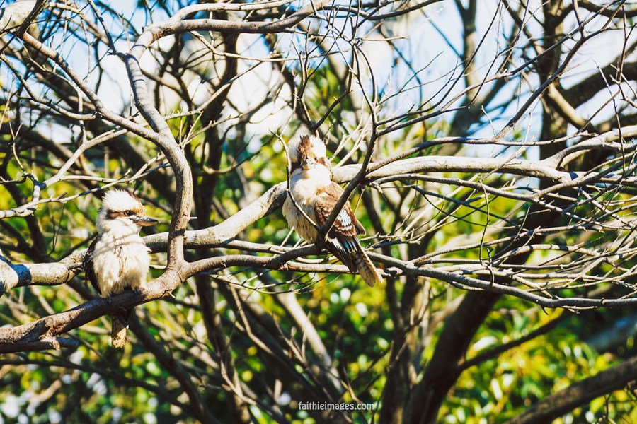 Kookaburra by Faithieimages 06
