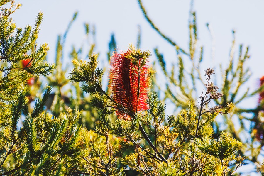 Kookaburra by Faithieimages 07