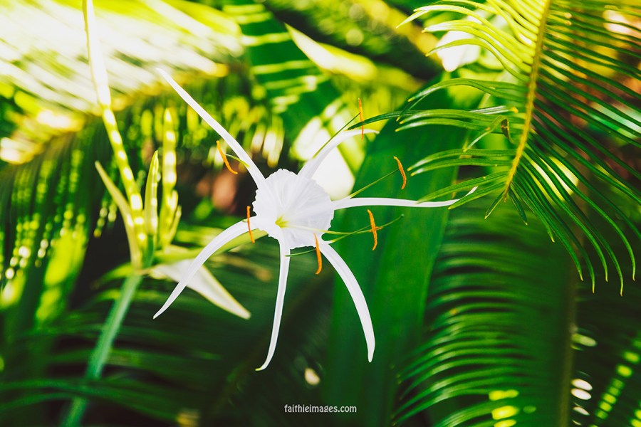 Secret mini jungle 03