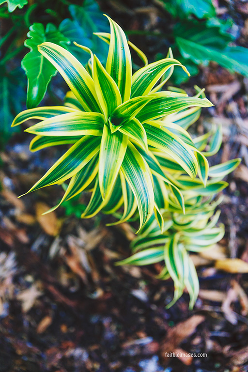 Secret mini jungle 06