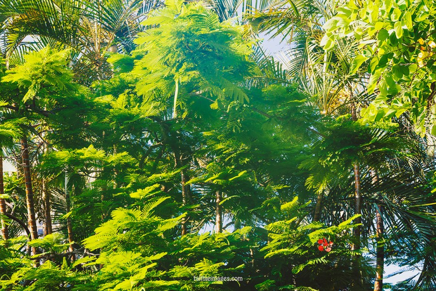 Secret mini jungle 08