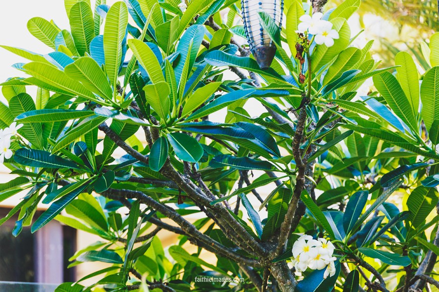 Secret mini jungle 09