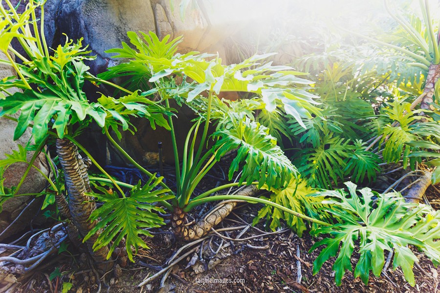 Secret mini jungle 12