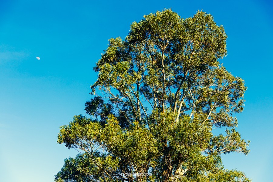 Birds of (French) paradise and extra lush by Faithieimages 06