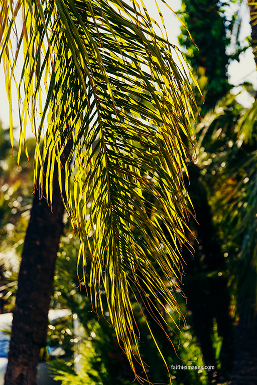 Birds of (French) paradise and extra lush by Faithieimages 07