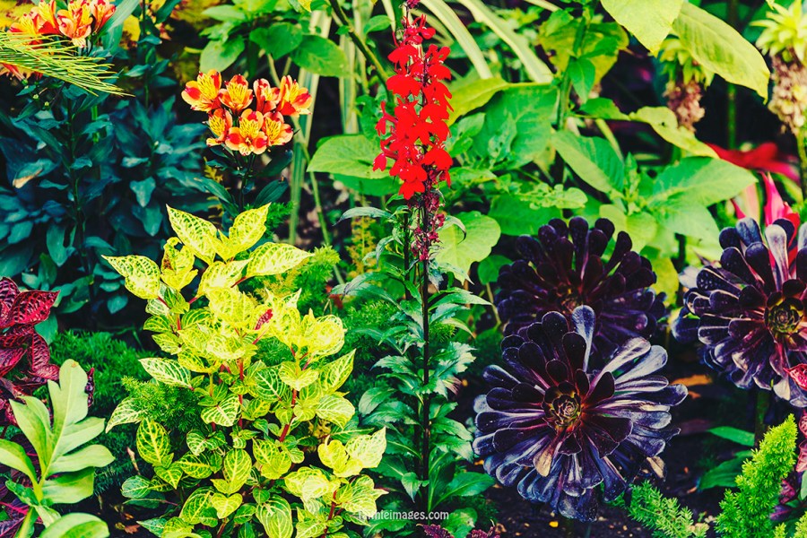 Plants in St James Park London pt.2 010