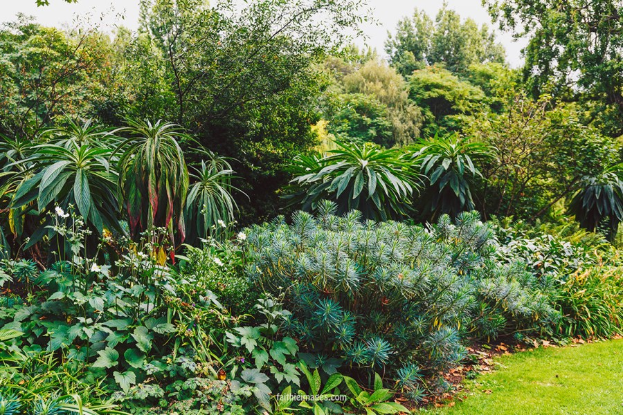 Plants in St James Park London pt.2 015
