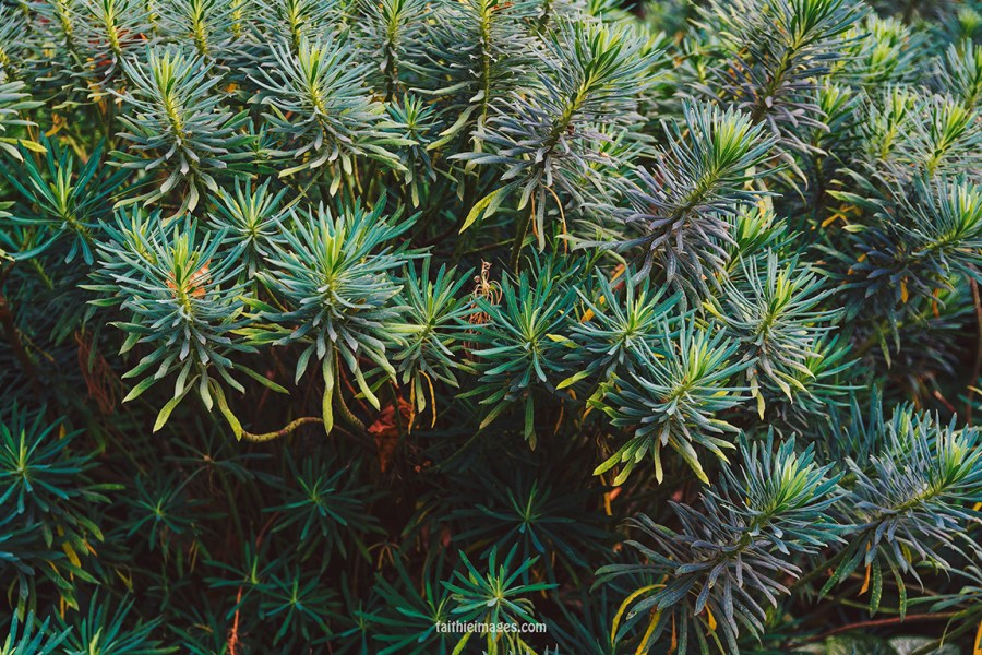 Plants in St James Park London pt.2 016