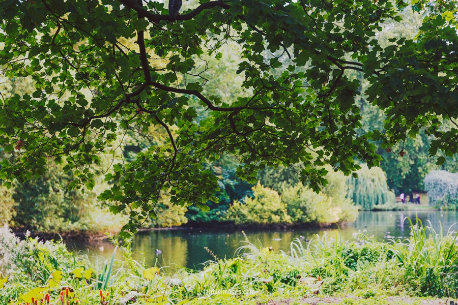 Plants in St James Park London pt.2 018