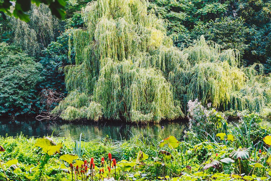 Plants in St James Park London pt.2 019