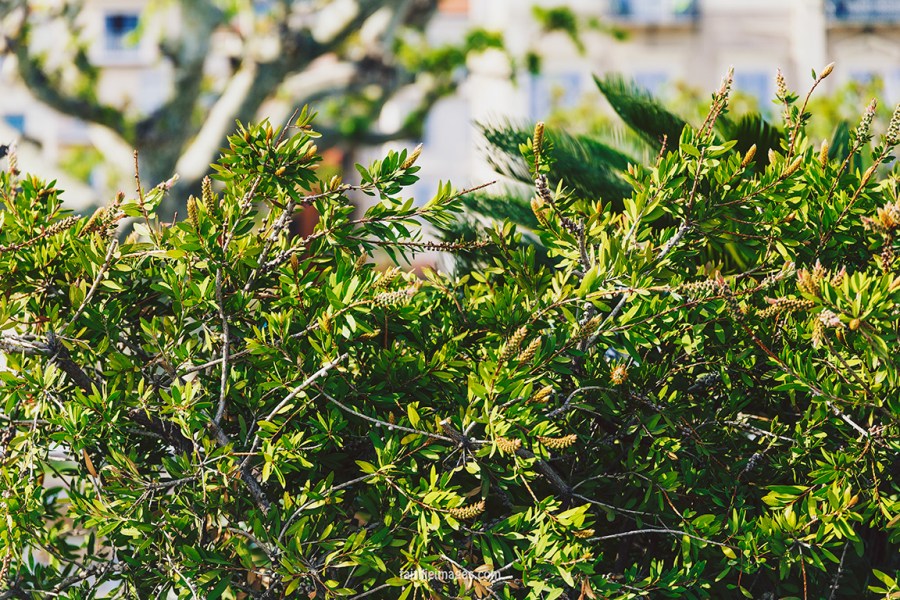 riviera mix of the week 2 006